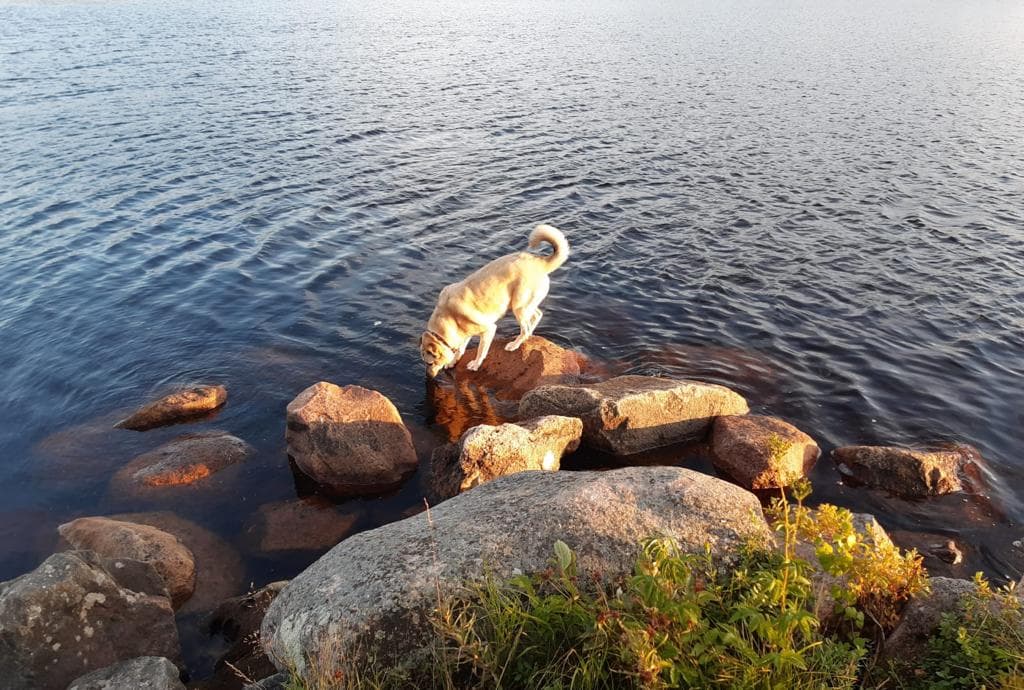 Koiran muotokuva luonnossa.